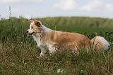 BORDER COLLIE 1089